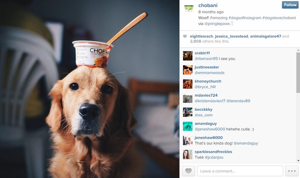 Chobani Dog - Instagram